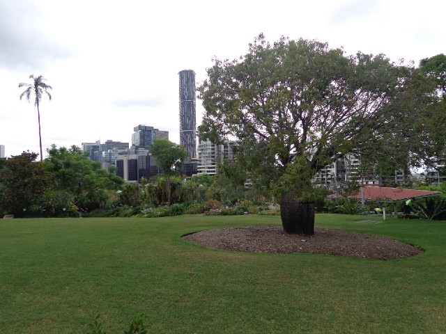 Brisbane and a bottle tree.
