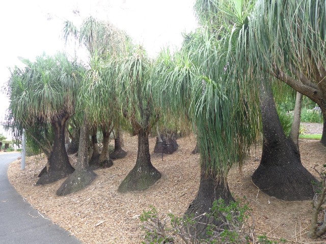 Ponytail palms.