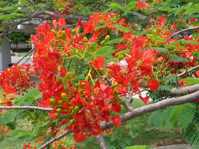 A close-up view of one of those flame trees.
