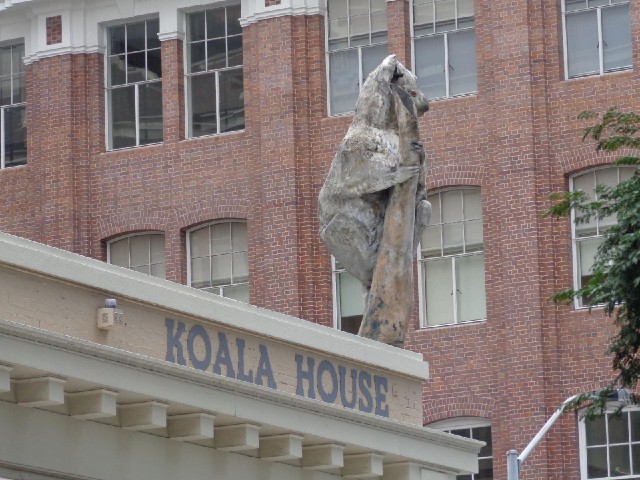 A big koala.