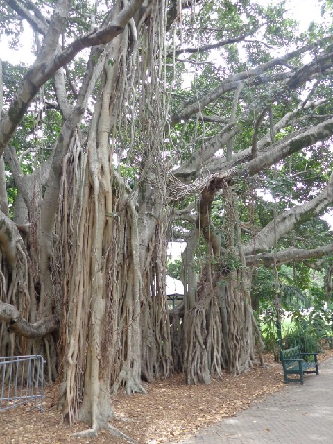 A Banyan. Some of its roots have been tied up or draped over other branches to stop them taking root...