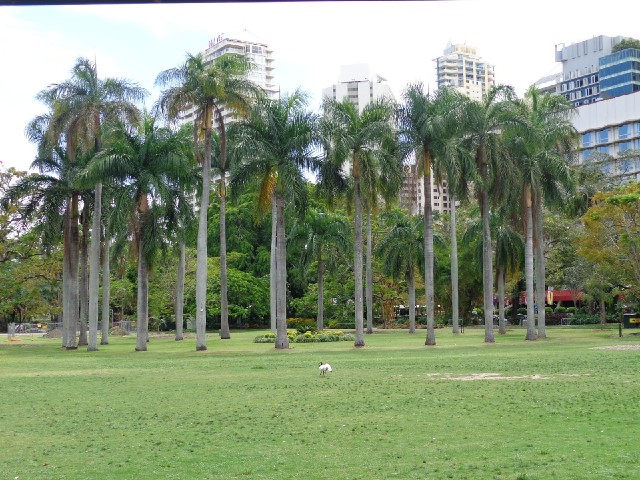 A circle of trees and more ibis.