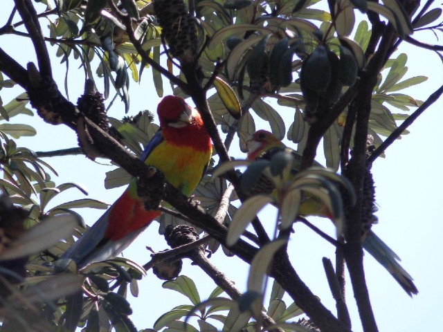 I think they might be rosellas.