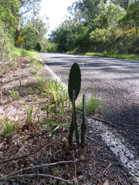 A cactus by the roadside.