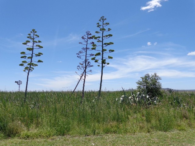 Plants.