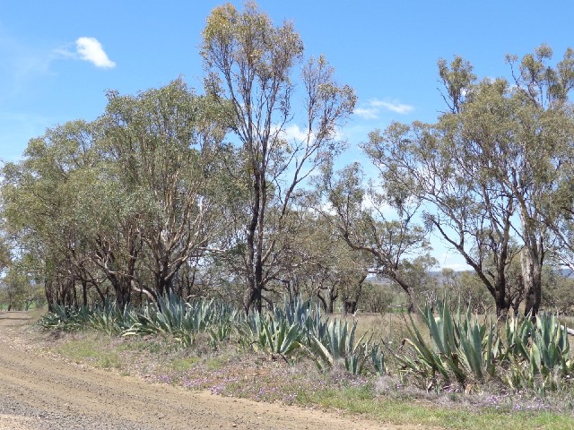 Cacti are becoming common along the roadside now.