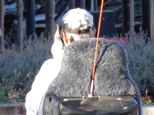 A man in an electric wheelchair with a cockatoo riding on his shoulder and chirping.
