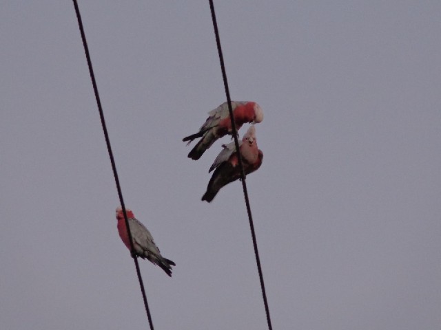 Not the kind of birds I would normally see perching on wires, and they're not maning the kind of noi...