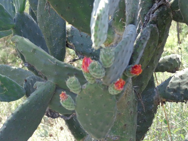 Flowers on a prickly pear cactus.
