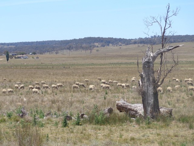 I don't think I saw any sheep in Queensland. The information boards in Helidon said that when people...