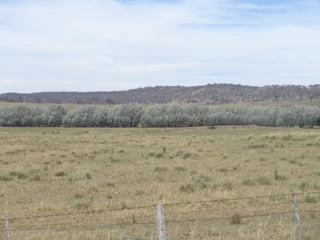 The shape of these trees suggests that the prevailing wind around here is from the North. It has bee...