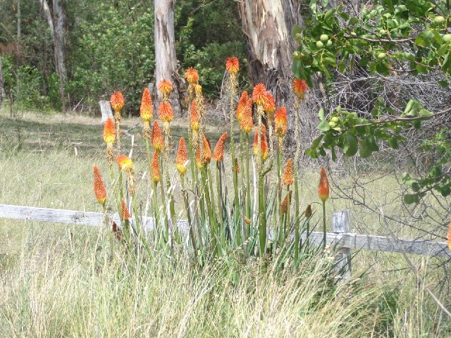 Red Hot Pokers.
