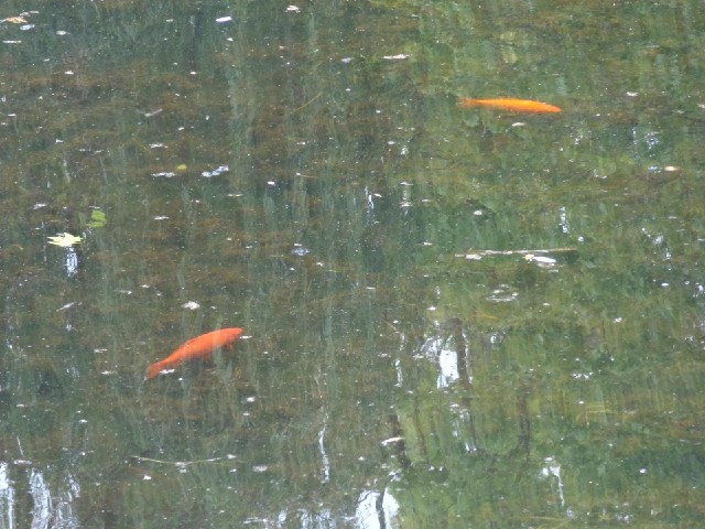 Fish in a lake.