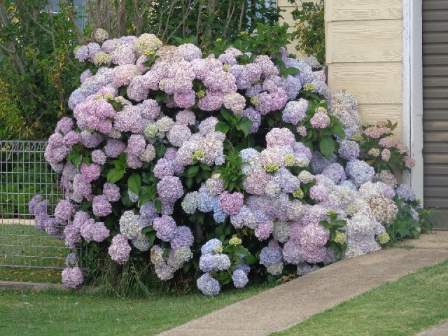 Pretty hydrangeas. For contrast, I was going to take a picture of the messy garden next door until I...