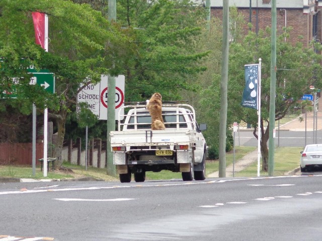 A dog in a truck trying to see where it's going, and having a good old bark.