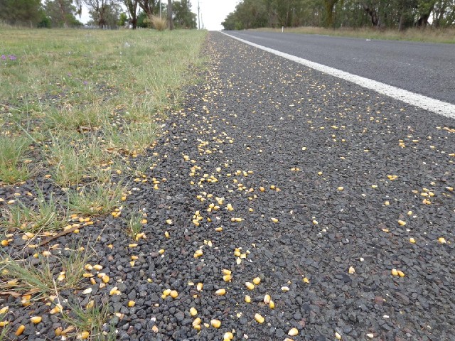 For a couple of kilometres, the road shoulder has been covered in corn kernels. I don't know why. Th...
