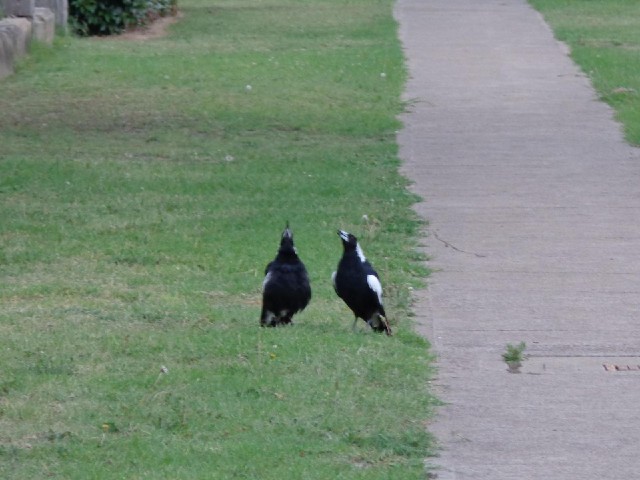 Four of these magpies have just been having a fight. Now these two are standing there making noises ...