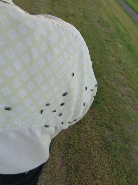 The flies around here seem to be particularly keen on my right shoulder...