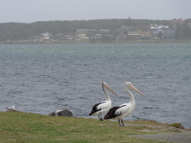 Pelicans.