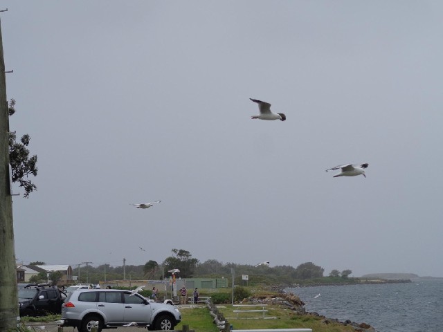 These gulls were hanging in place in the air, soaring in the strong headwind which is making today q...