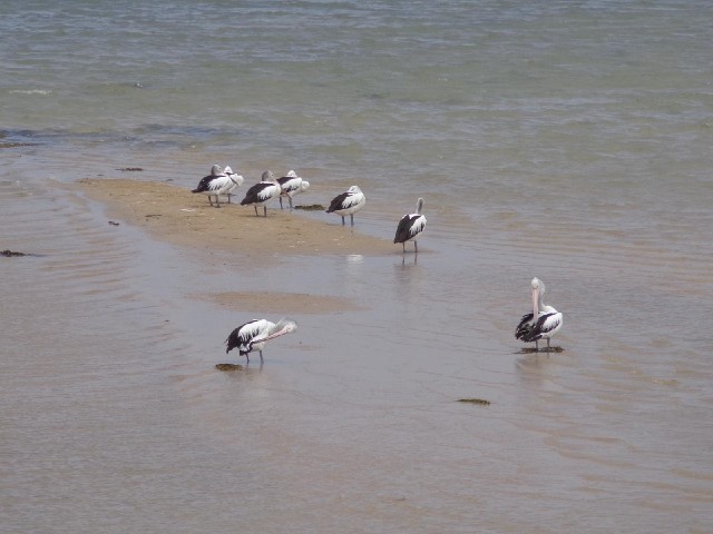Pelicans at The Entrance.