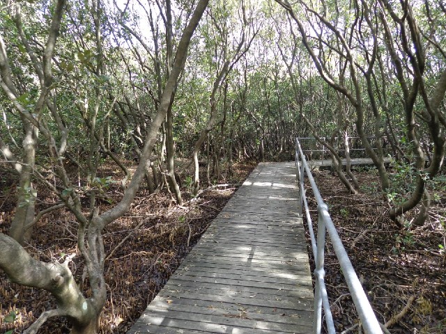 A walkway through a mangrove saltmarsh. I didn't follow it.