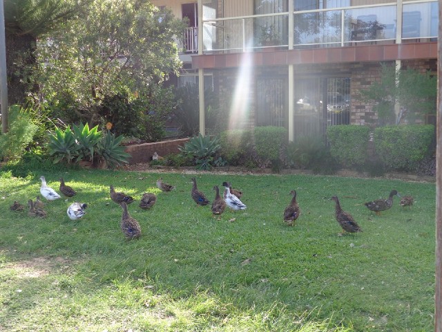 All of the ducks around here seem to have congregated in one garden.