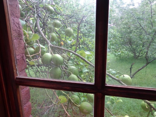 There are limes growing outside my window.