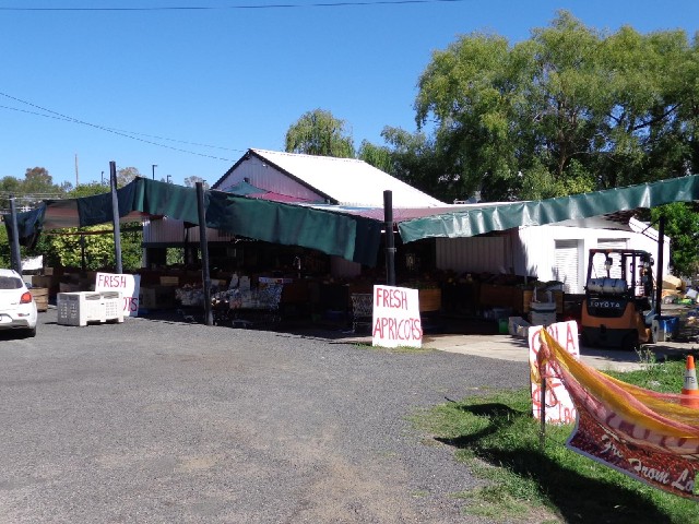 There are orchards around here. I just stopped off at one barn which was selling nectarines and peac...