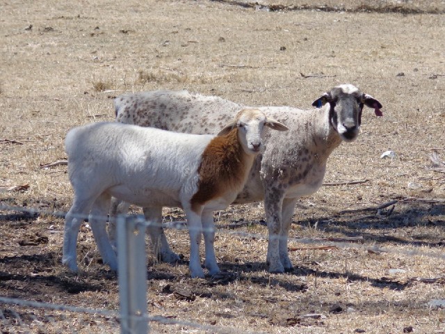 This farm had some unusual sheep.