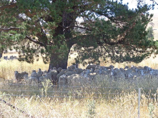 Sheep in the shade of a tree, not that it's that hot today. It's certainly noticeably cooler than it...