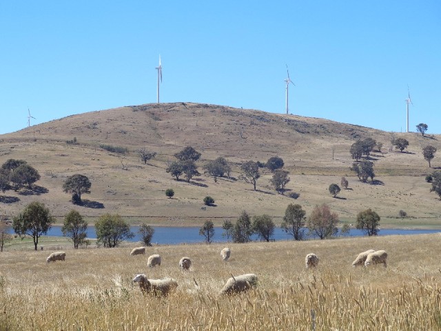 Sheep and a wind farm.
