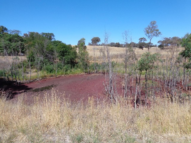Trees in a pond of red weed.