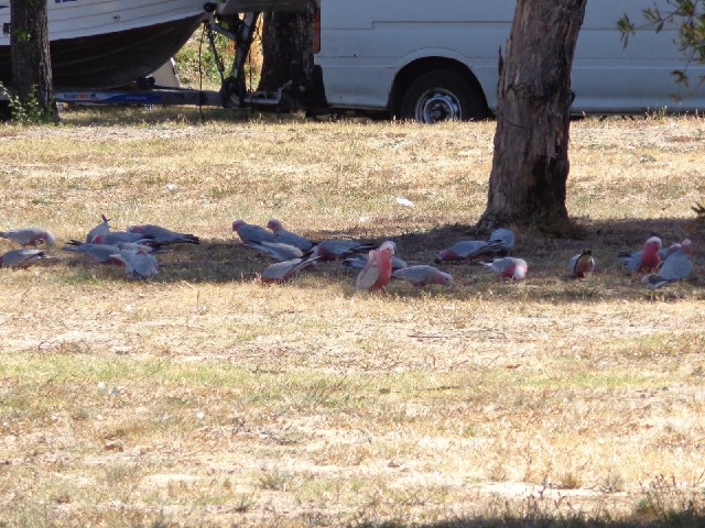 I've realised what these are now without having to be told. They're Galahs. It was one of these that...