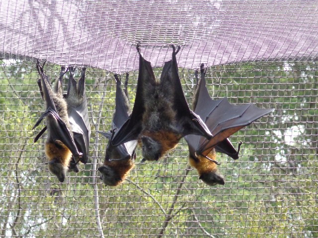 From a European perspective like mine, these bats are the right way up.