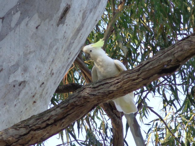 A noisy cockatoo, not that there's any other kind.
