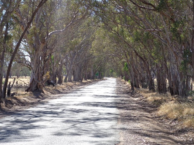 An avenue of trees.