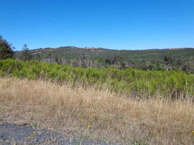 Young trees growing on the opposite side of the valley.