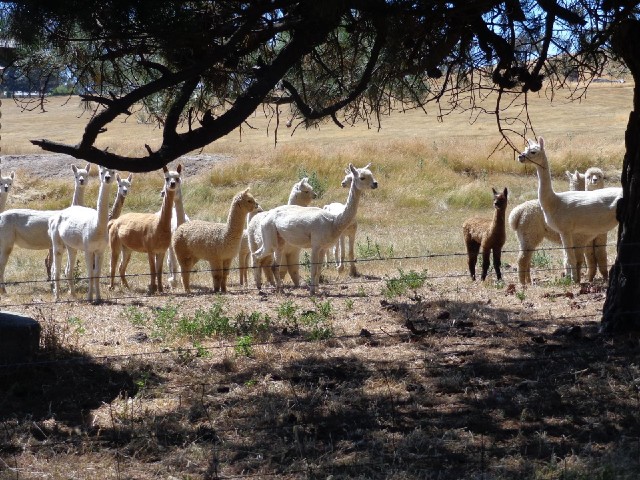 These llamas were lying in the shade but got scared and jumped up when I stopped next to them. Now t...