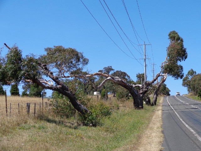It looks like these trees have been made to grow in a strange way to leave space for the power lines...