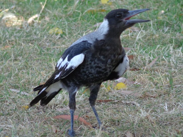 There was a magpie near me while I was eating a sandwich in the park. Then this one came over and st...