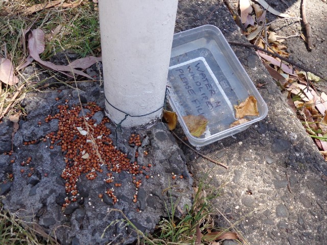 Water and nuts for the wildlife.