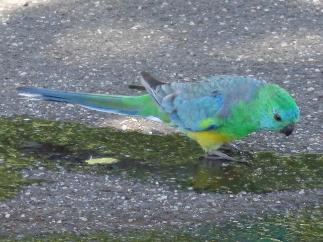 A bird drinking from some water which is leaking from somewhere.