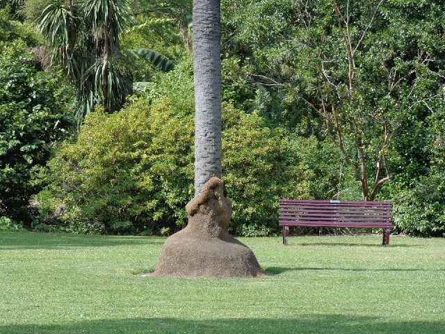 A tree with fuzzy stuff covering its bottom part.