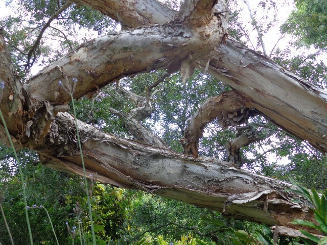 I can see where the Weeping Paperbark gets its name.