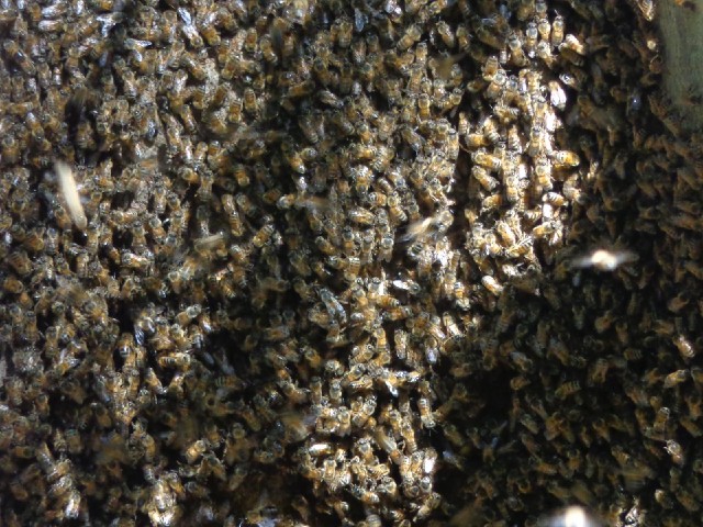 Bees on a tree trunk.