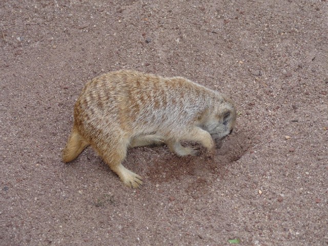 Today I've come to the zoo, just because it's close to my motel. Here's a meerkat.