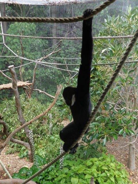 Gibbon.
