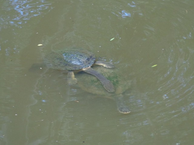 Two turtles.
