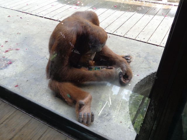 This orangutan was intently dismantling a scrubbing brush.